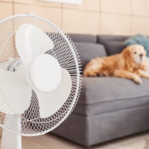 Fans next to a couch and dog